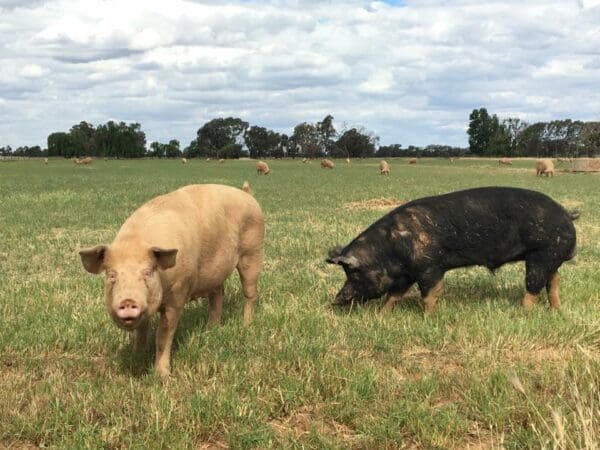 APIQ Free Range Pork Wholesale | Melbourne Meat Merchant