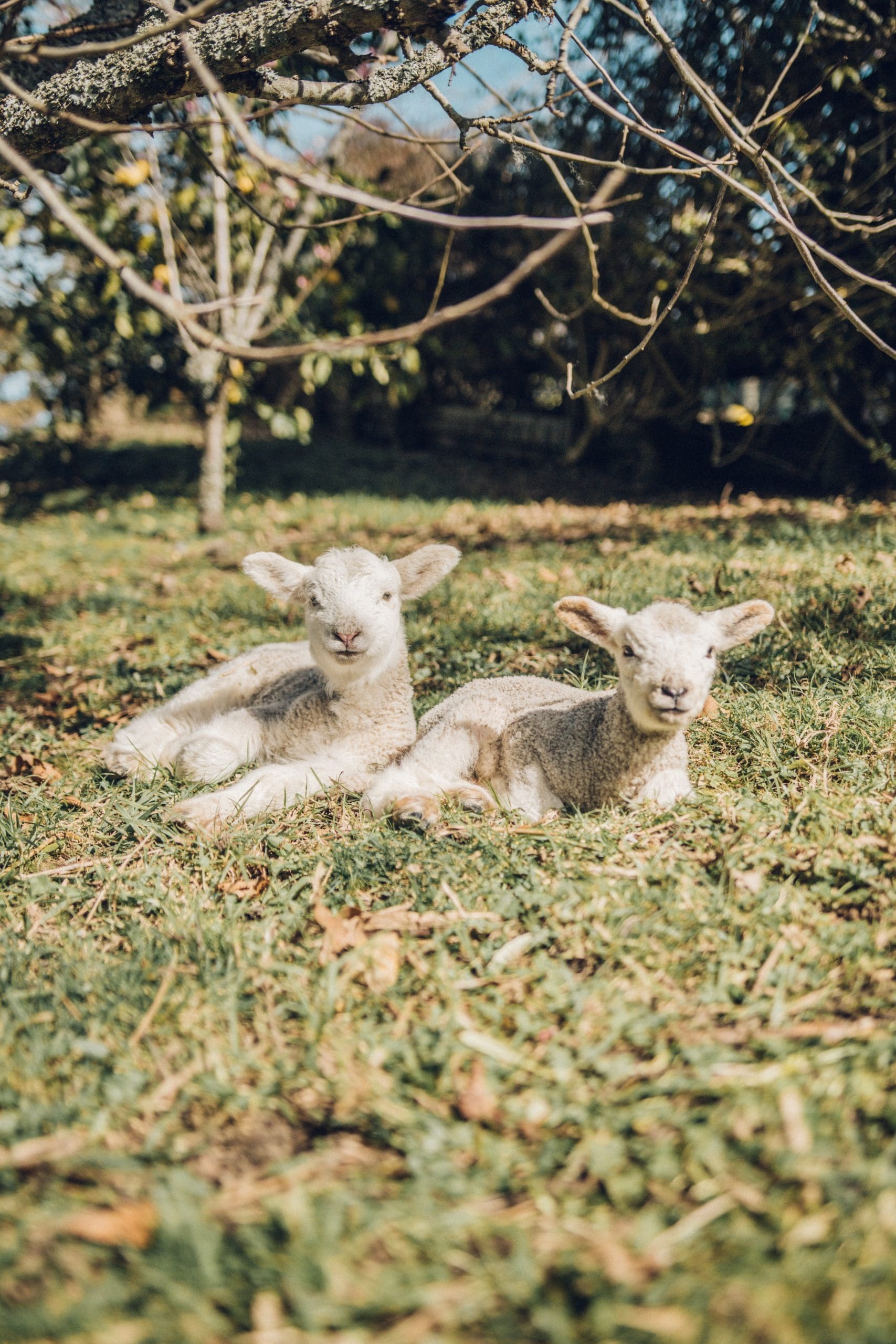 butchery suppliers