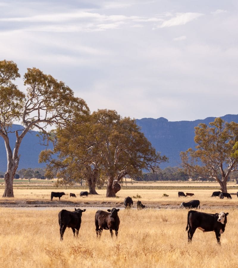 Best beef supplier victoria