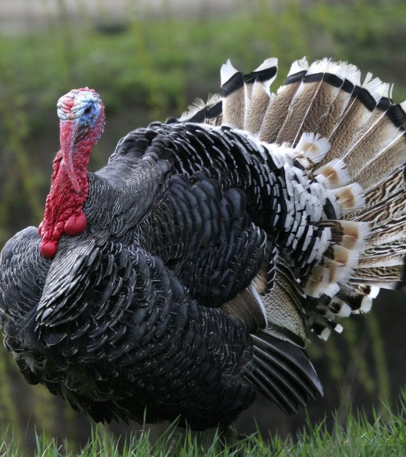 DEUTSCHER’S TURKEY FARM Ballarat